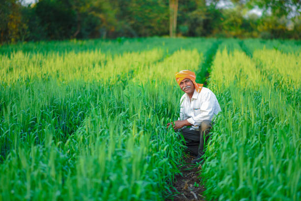 istock Indian farmer holding crop plant in his Wheat field 990898018