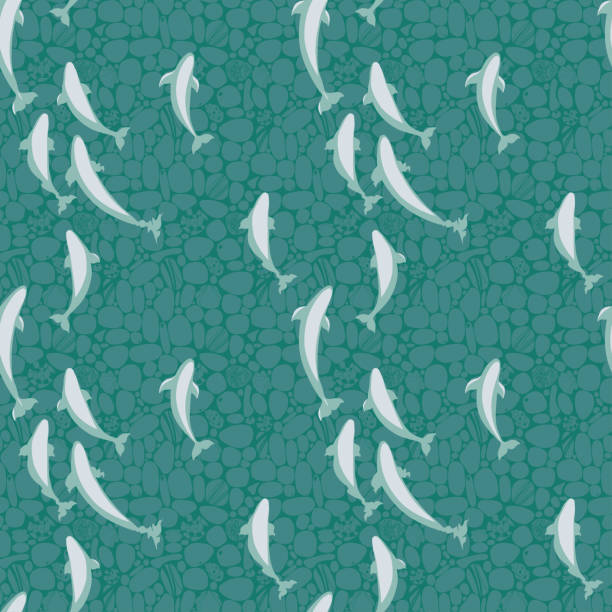 illustration with beluga whales in clear ocean, clear water illustration with beluga whales in clear ocean, clear water, seamless vector pattern fish swimming from above stock illustrations