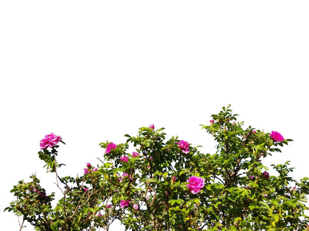 istock A bush of blossoming red roses isolated on white background. 990898480