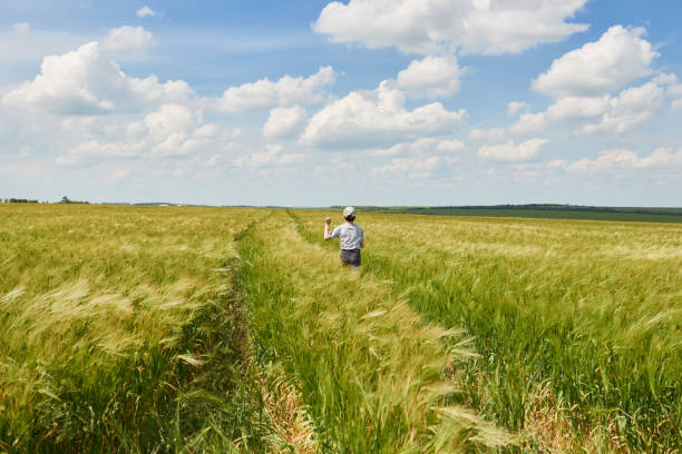 istock child run through the wheat field, bright sun, beautiful summer landscape 990898570