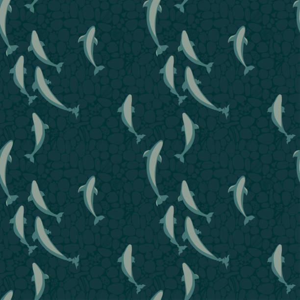 pattern with a flock of beluga whales in the open ocean, clear sea water, seamless vector pattern with a flock of beluga whales in the open ocean, clear sea water, fish swimming from above stock illustrations