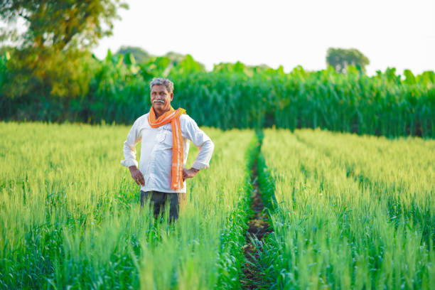 istock Indian farmer holding crop plant in his Wheat field 990898794