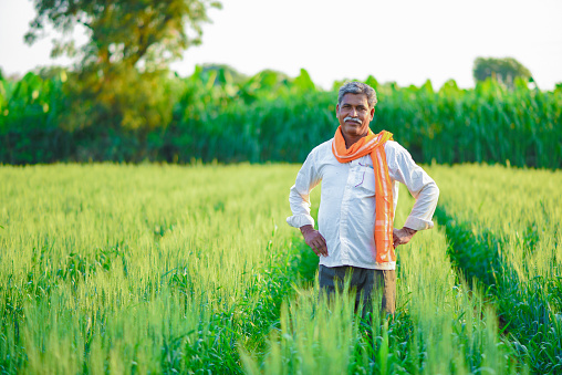 Indian farmer holding crop plant in his Wheat field