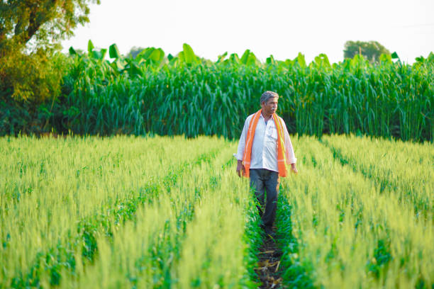 istock Indian farmer holding crop plant in his Wheat field 990899762