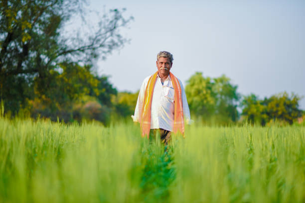 istock Indian farmer holding crop plant in his Wheat field 990903044