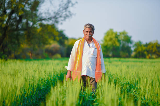 istock Indian farmer holding crop plant in his Wheat field 990903066