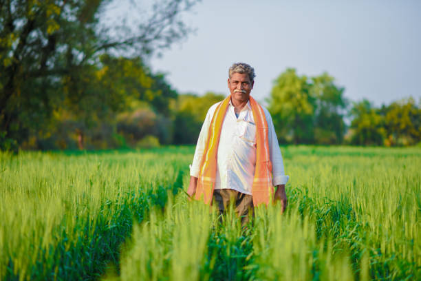 istock Indian farmer holding crop plant in his Wheat field 990903580