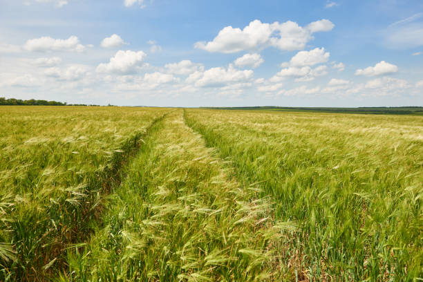 istock young wheat field as background, bright sun, beautiful summer landscape 990905724
