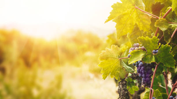 istock Vineyard in autumn harvest 990909536