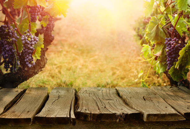 秋のブドウ園 - vinery ストックフォトと画像