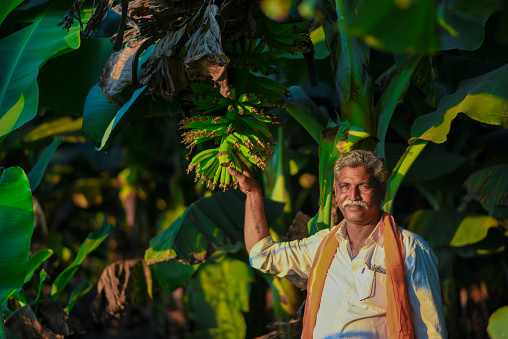 Indian farmer in banana farm