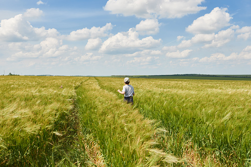 child run through the wheat field, bright sun, beautiful summer landscape