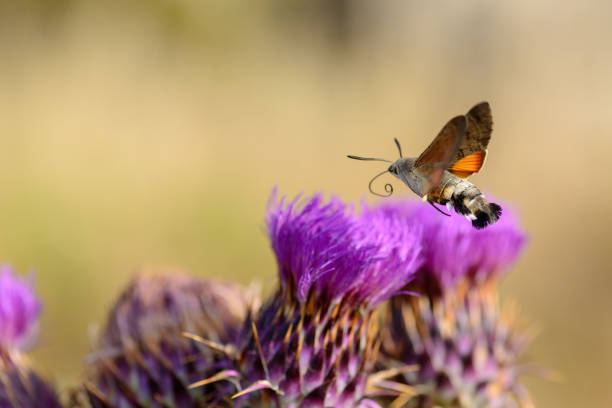 Hummingbird hawk moth feeding on flower stock photo