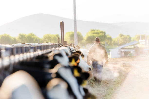 Early morning portrait of a dairy farmer walking away from camera Early morning portrait of a dairy farmer walking away from camera. Steaming breath of cows hazes the early morning sunshine. dairy farm stock pictures, royalty-free photos & images