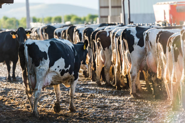 Cows in a farm. Dairy cows. Cowshed