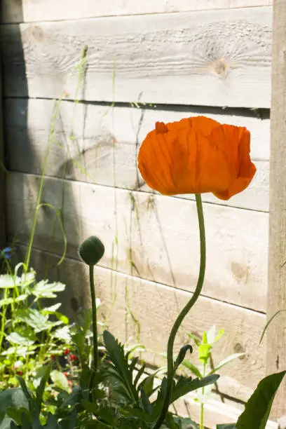 Photo of Red poppy flower in the garden on wooden background in shade