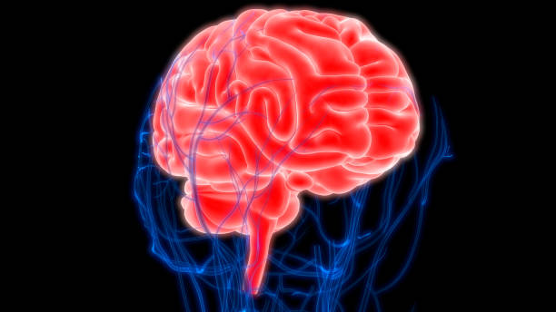istock Human Brain with Circulatory System Anatomy 990940226
