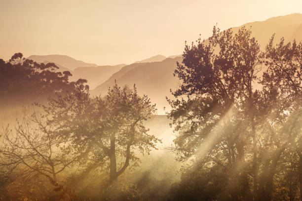Sunrise sunlight beams falling through silhouette trees autumn awe scene Cape Winelands