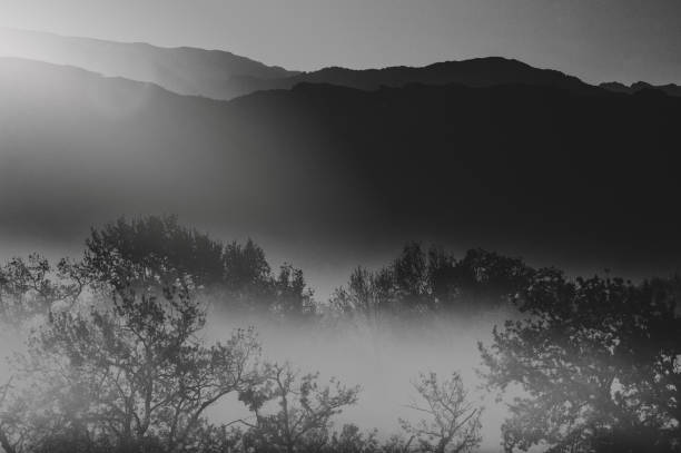 lever de soleil sur cape winelands arbre misty silhouette tôt le matin et scène arty de la montagne noir et blanc - white black tree fog photos et images de collection