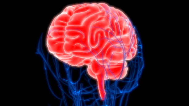 istock Human Brain with Circulatory System Anatomy 990947858
