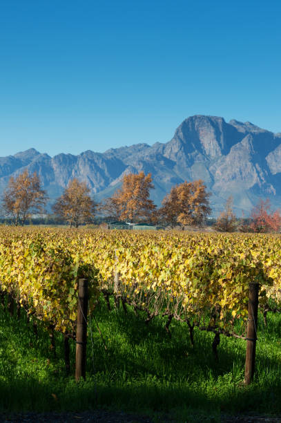 outono cape winelands cena com montanhas - stellenbosch - fotografias e filmes do acervo