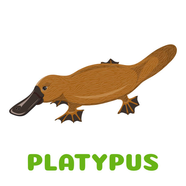 istock Platypus flashcard. Rare australian animal. Vector illustration for kids education and child reading skills development. Sight Words Flash Cards For children to learn read and spell. 990952400