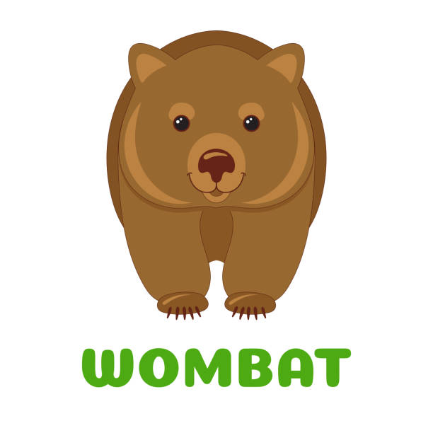 флеш-карта wombat. австралийское животное. векторная иллюстрация для обучения детей и развития навыков чтения детей. взгляд слова флэш-карты д - wombat stock illustrations