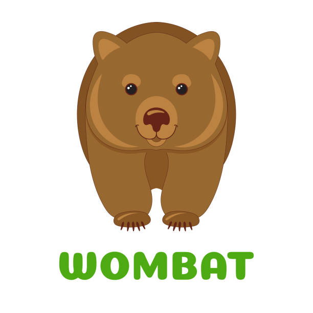 Wombat flashcard. Australian animal. Vector illustration for kids education and child reading skills development. Sight Words Flash Cards For children to learn read and spell. Wombat flashcard. Australian animal. Vector illustration for kids education and child reading skills development. Sight Words Flash Cards For children to learn read and spell. wombat stock illustrations