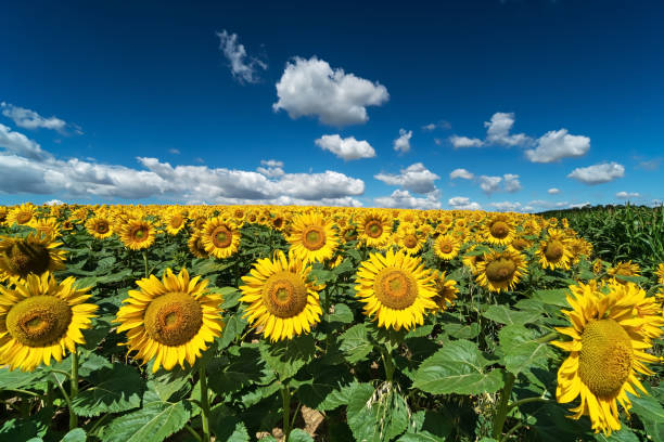 istock Sunflower Field With Cumulus Clouds 990957870
