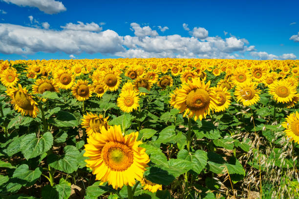 istock Sunflower Field With Cumulus Clouds 990957872