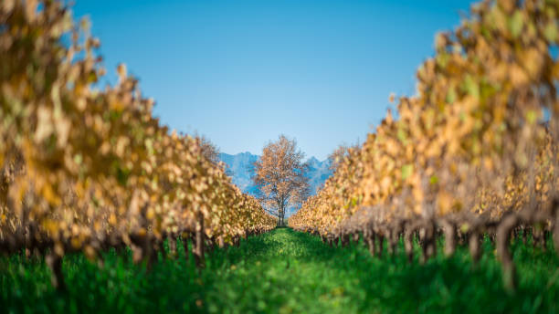 automne cape winelands scène un arbre panoramique - vibrant color rural scene outdoors tree photos et images de collection