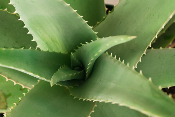 istock sliced green aloe vera 990965066