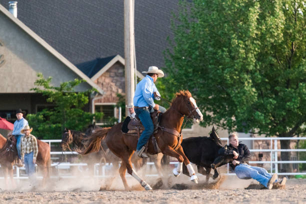 istock Side view full frame action shot steer wrestling practice on a ranch 990973032