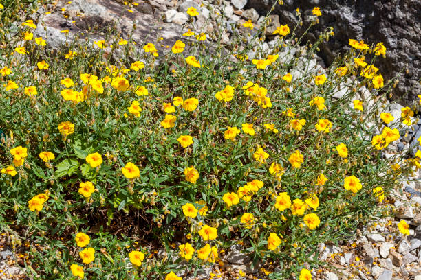 Helianthemum 'Ben Fhada'