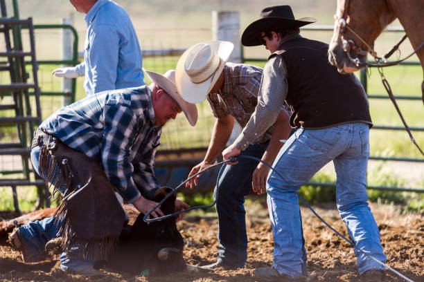 istock Ranchers hold down a young calf to ear tag and brand 990986080