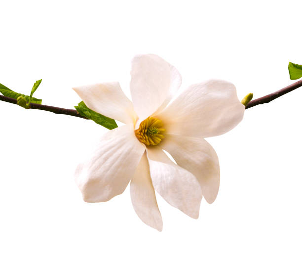 istock magnolia flower isolated on white background 990992948