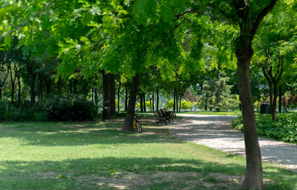 istock green woods and lawn in public park 990997302