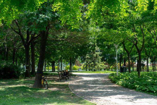 istock green woods and lawn in public park 990998114