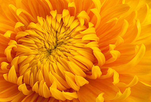 istock Yellow chrysanthemum flower head 991006490