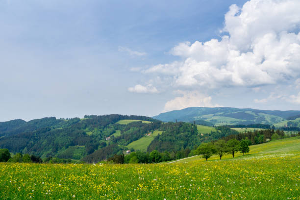 istock Germany, Endless nature landscape in black forest holiday region 991007502