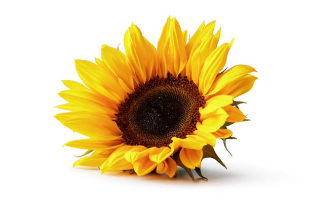 kwiaty: słonecznik izolowany na białym tle - single flower zdjęcia i obrazy z banku zdjęć
