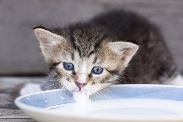 gatinho voltas leite - kitten domestic cat isolated tabby - fotografias e filmes do acervo