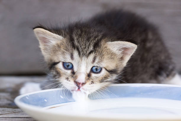 котенок кругов молока - domestic cat gray kitten paw стоковые фото и изображения