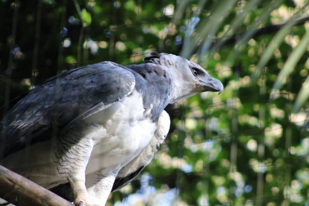 Eagle Harpy Harpy eagle bird harpy eagle stock pictures, royalty-free photos & images
