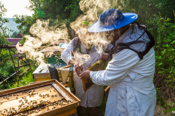 istock Beekeepers at work collecting honey outdoors 991018416
