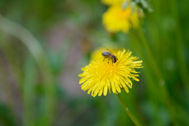 istock bee collects nectar from a dandelion flower 991024512