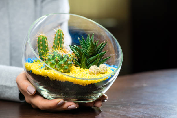 istock Florarium in glass vase with succulents 991025074