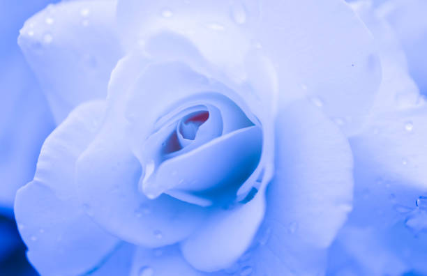 istock Abstract floral blue rose background, macro view, dew drops. 991030886