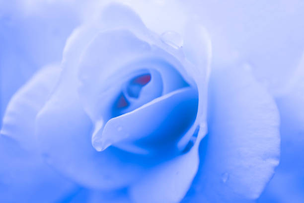 istock Abstract floral blue rose background, macro view, dew drops. 991030890