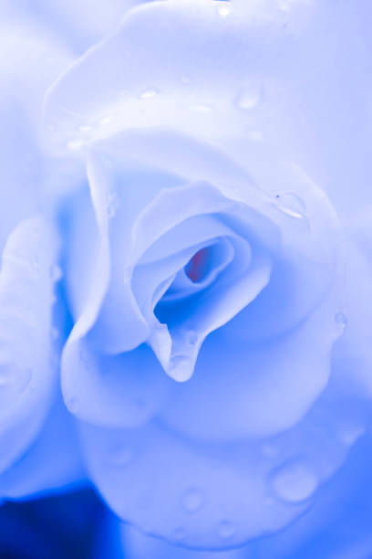 istock Abstract floral blue rose background, macro view, dew drops. 991030906